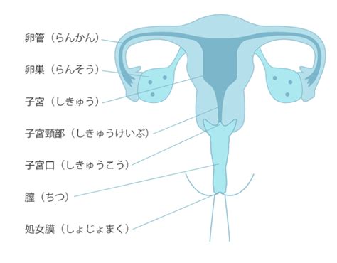 ちゃんと知りたい、女性の生殖器の解剖学 